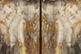 Tall, Colorful Petrified Wood Bookends - Washington #233267-2